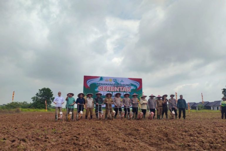 Distan Lebak minta petani percepat tanam jagung dukung swasembada