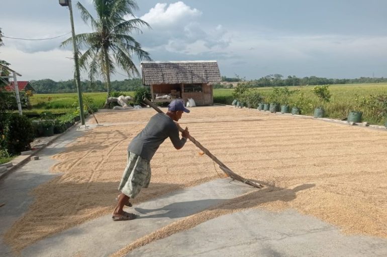 Harga gabah di Lebak tembus Rp7.000 perkilogram