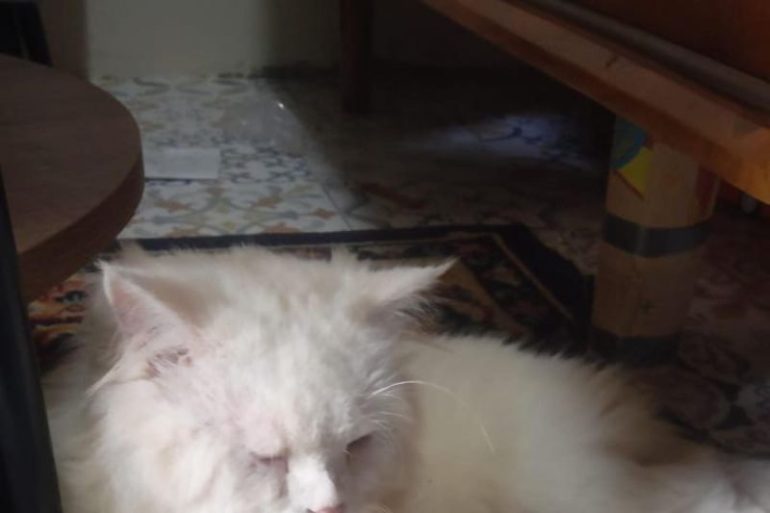 Pemkab Lebak optimalkan KIE bangun kesadaran cegah penularan rabies 