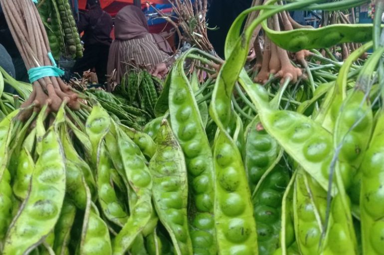 Petani Pandeglang raup keuntungan jutaan rupiah panen petai